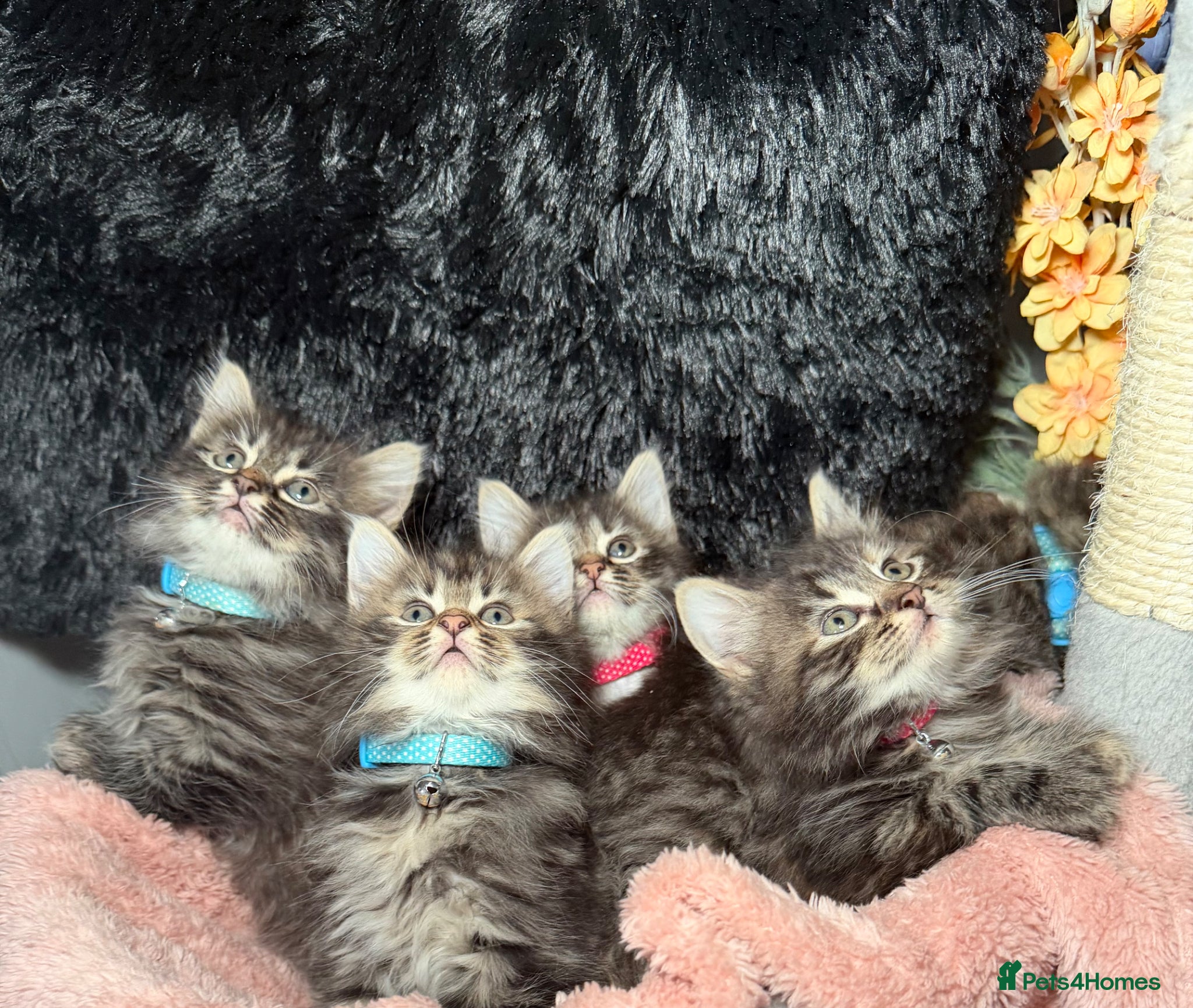 LaPerm cats ❤️Short Legs LaPerms Ready To Go❤️ - Advert 5