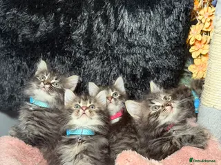 LaPerm cats ❤️Short Legs LaPerms Ready To Go❤️ - Advert 5