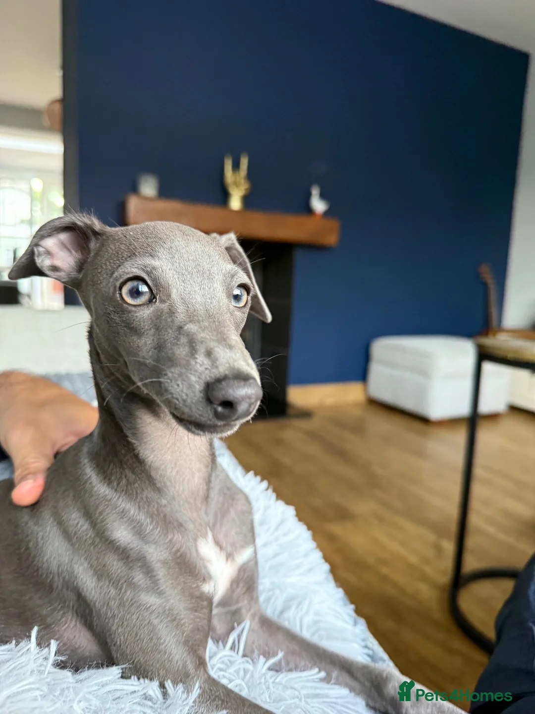 Italian Greyhound dogs for sale: Beautiful, affectionate Italian Greyhound in Wetherby - Advert 2