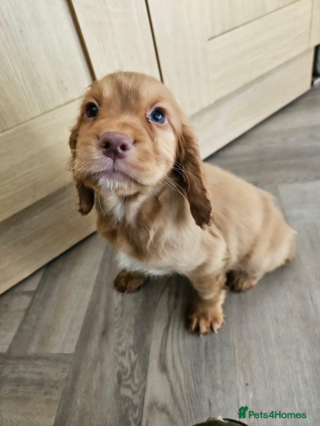 Cocker Spaniel dogs for sale: Health tested working cocker spaniels  - Image 35