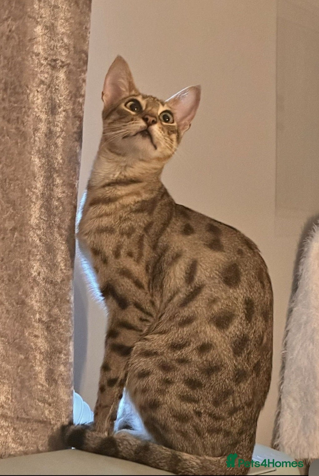 Savannah cats Ready to leave f4 kitten  - Advert 8