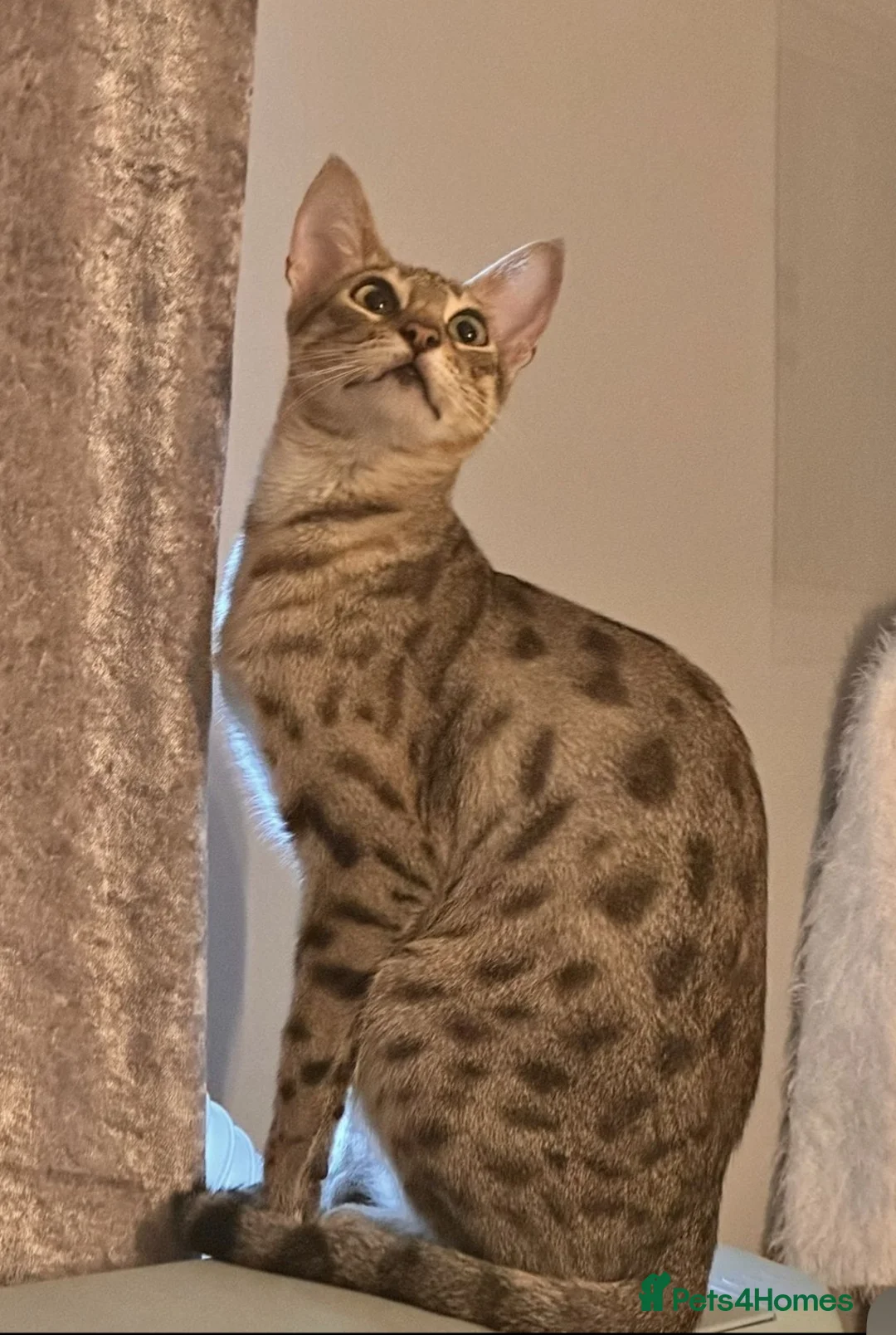 Savannah cats for sale: Ready to leave f4 kitten  - Advert 14