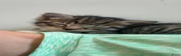 Mixed Breed cats for sale: 4 tabby kittens  in Leeds - Advert 13