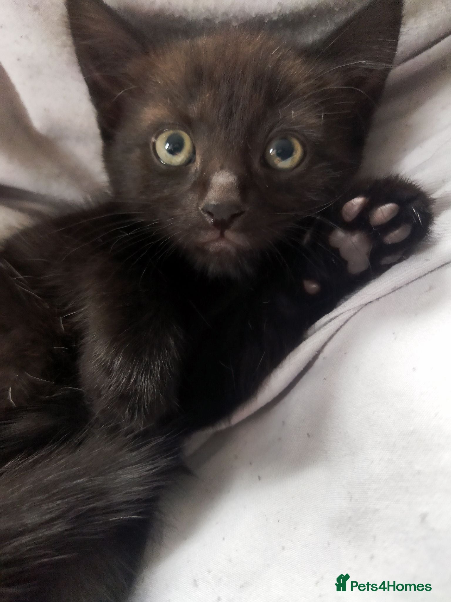 Bengal cats Beautiful kitten ready for new home 🐾🐈 - Advert 1