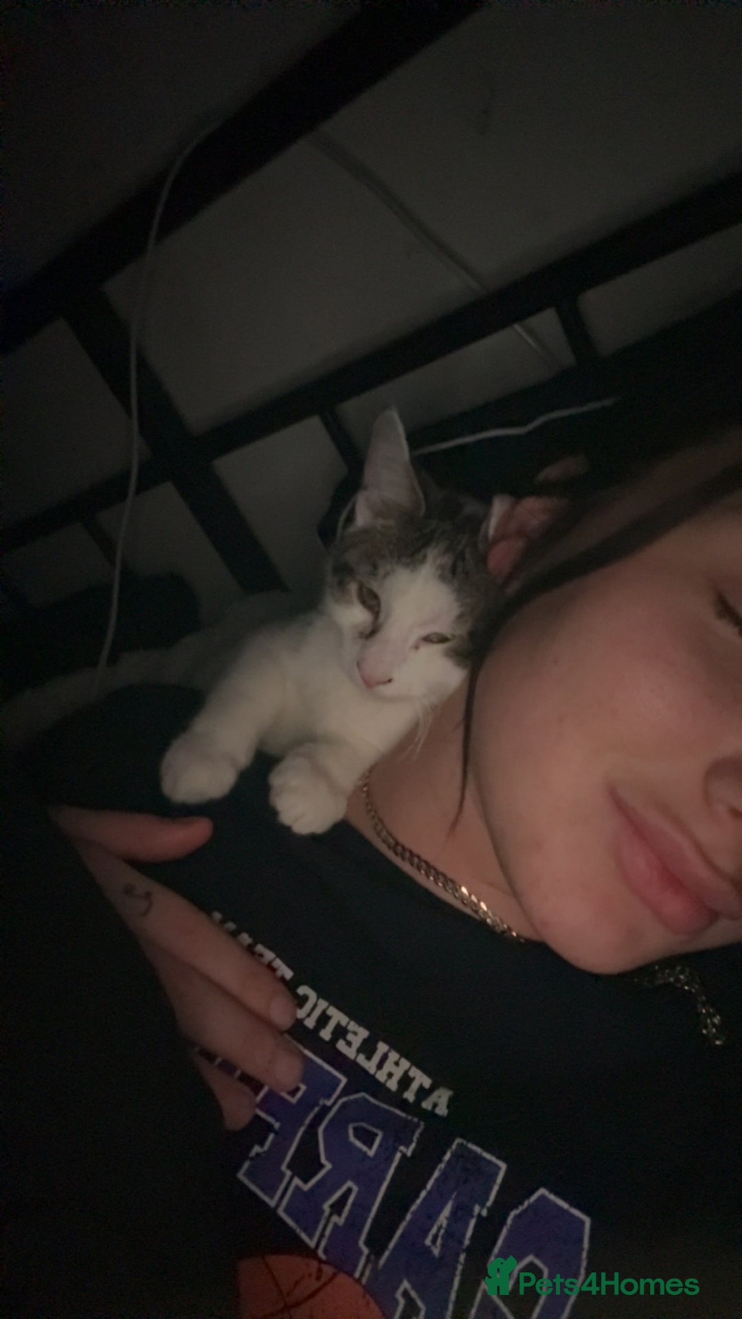 Mixed Breed cats for sale: 2 male kittens - Advert 5