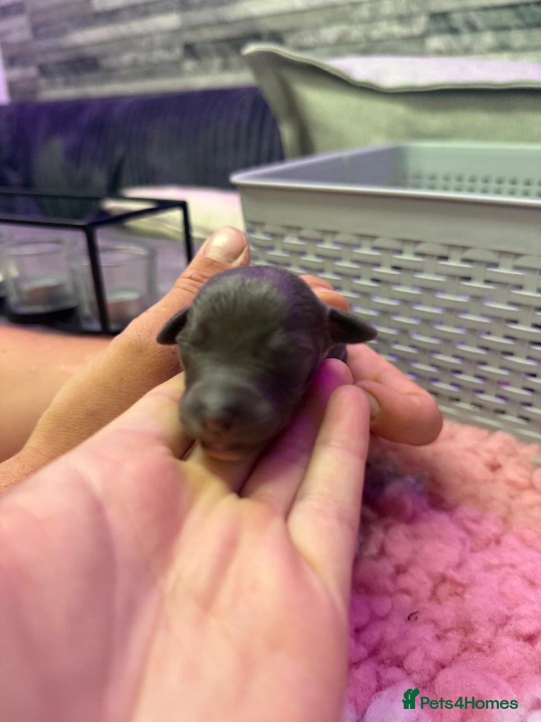 Whippet dogs for sale: Whippet , blue and blue and white puppies for sale - Image 6