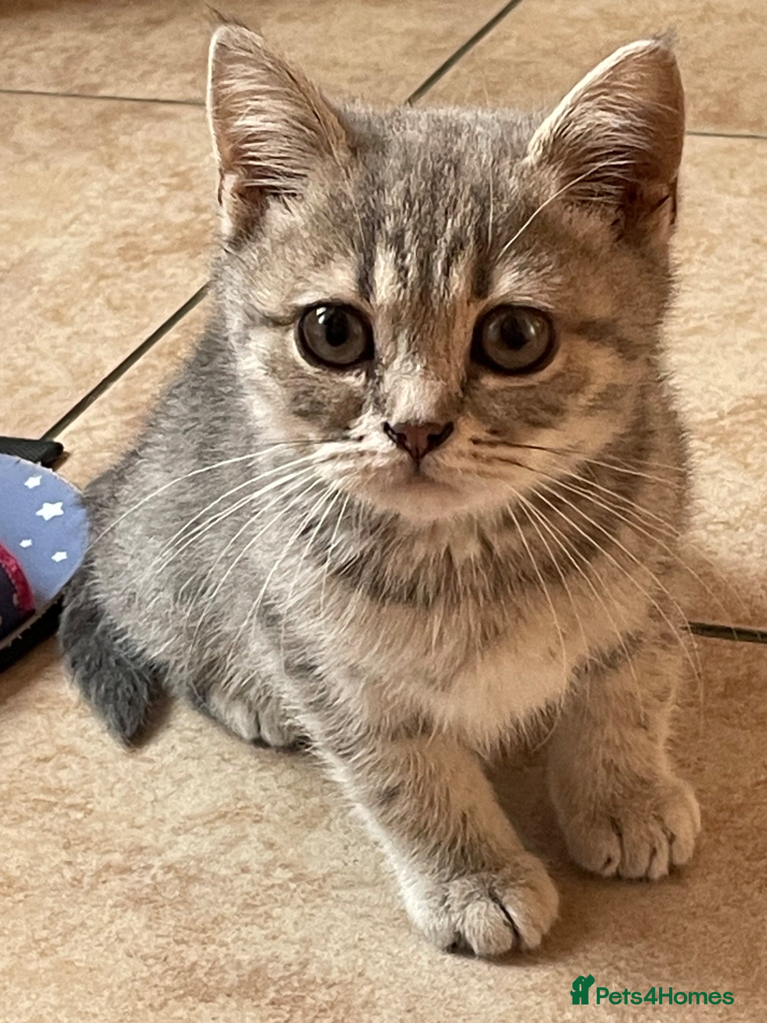British Shorthair cats Grey stripe British short hair kitten - Advert 1
