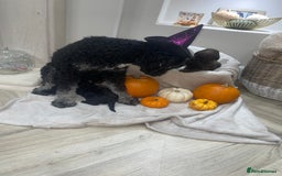 Mini Goldendoodle dogs for sale: Miniature goldenoodle puppies - Image 10