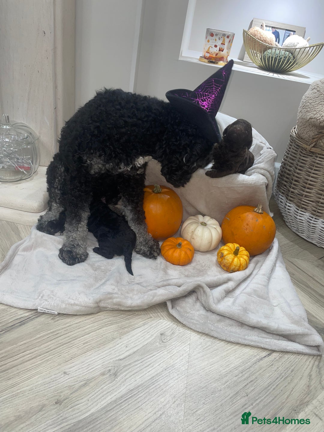 Mini Goldendoodle dogs for sale: Miniature goldenoodle puppies - Image 10