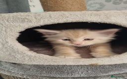 Maine Coon cats for sale: 2 Stunning Cream Pedigree Mainecoons Available  - Image 14