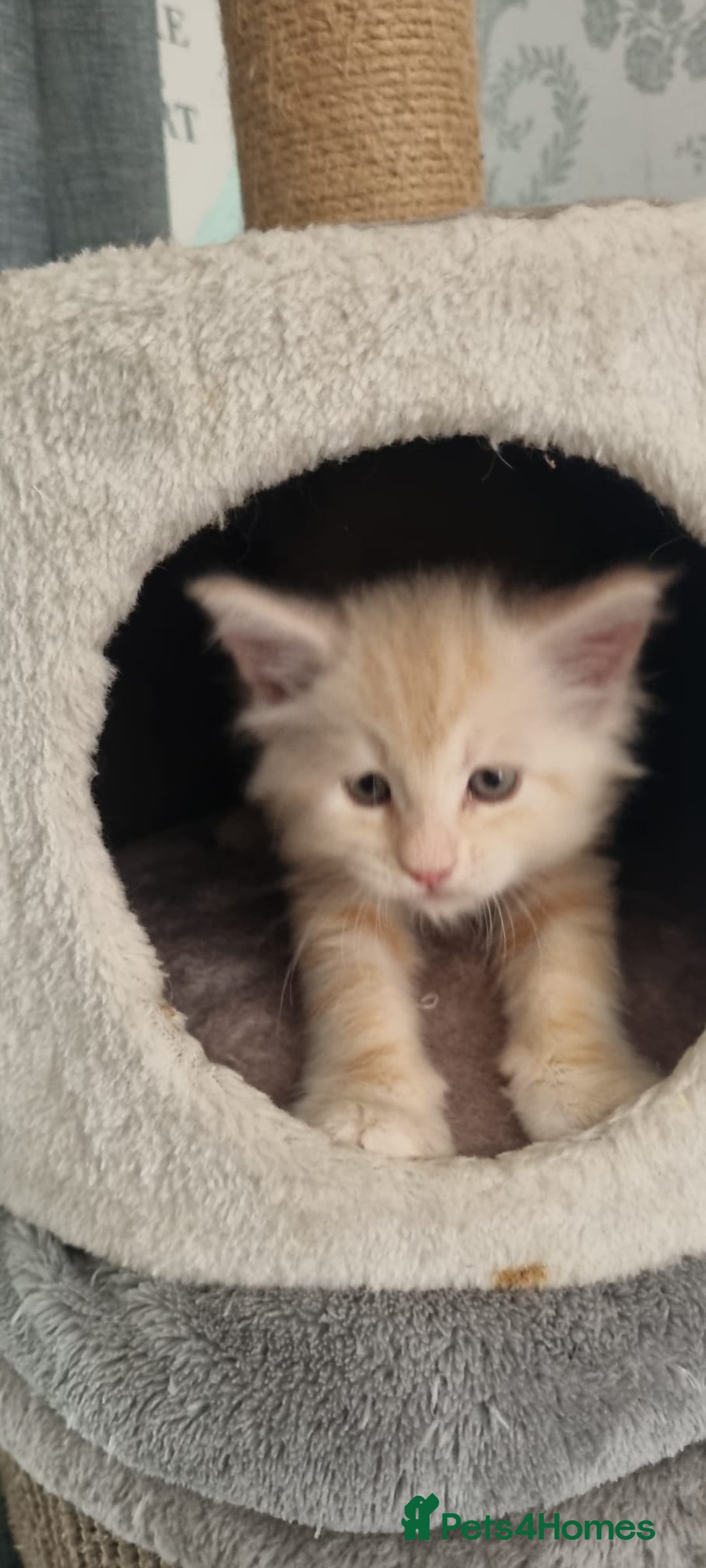 Maine Coon cats for sale: 2 Stunning Cream Pedigree Mainecoons Available  - Image 14