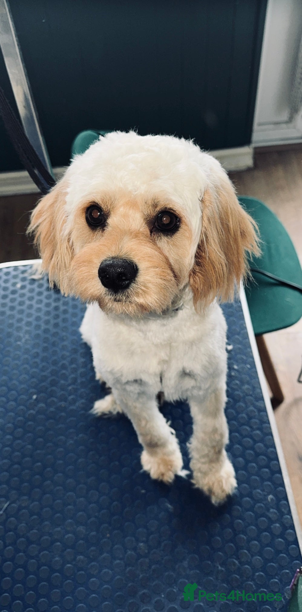 Teddy 