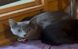 Ragdoll cats for sale: Beautiful Ragdoll cross kittens  - Image 2