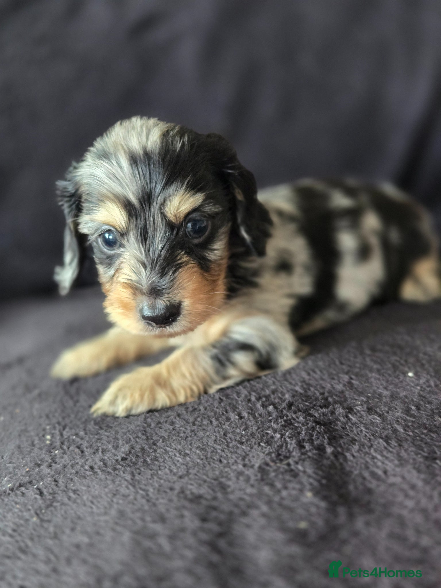 Miniature Dachshund dogs ❤️Miniature dachshund puppies❤️ - Advert 8