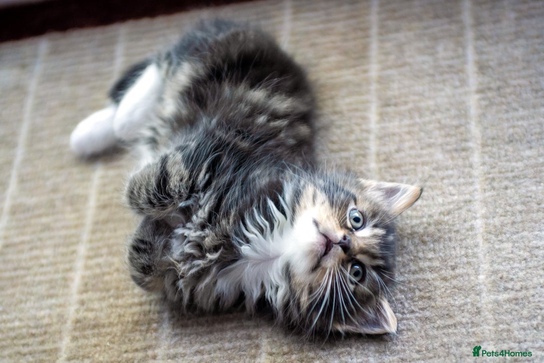 Mixed Breed cats for sale: Gorgeous Mixed Breed Kittens for Sale - Image 6