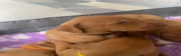 Hungarian Vizsla dogs for sale: Hungarian vizsla puppies  in Thirsk - Advert 21