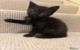 Domestic Shorthair cats for sale: Shorthair Kittens - Image 20