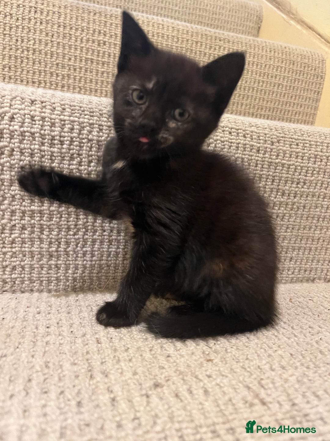 Domestic Shorthair cats for sale: Shorthair Kittens - Image 20