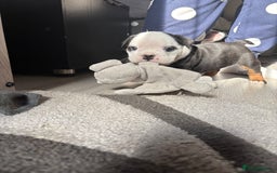 English Bulldog dogs for sale: Gorgeous English bulldog puppy’s  - Image 5