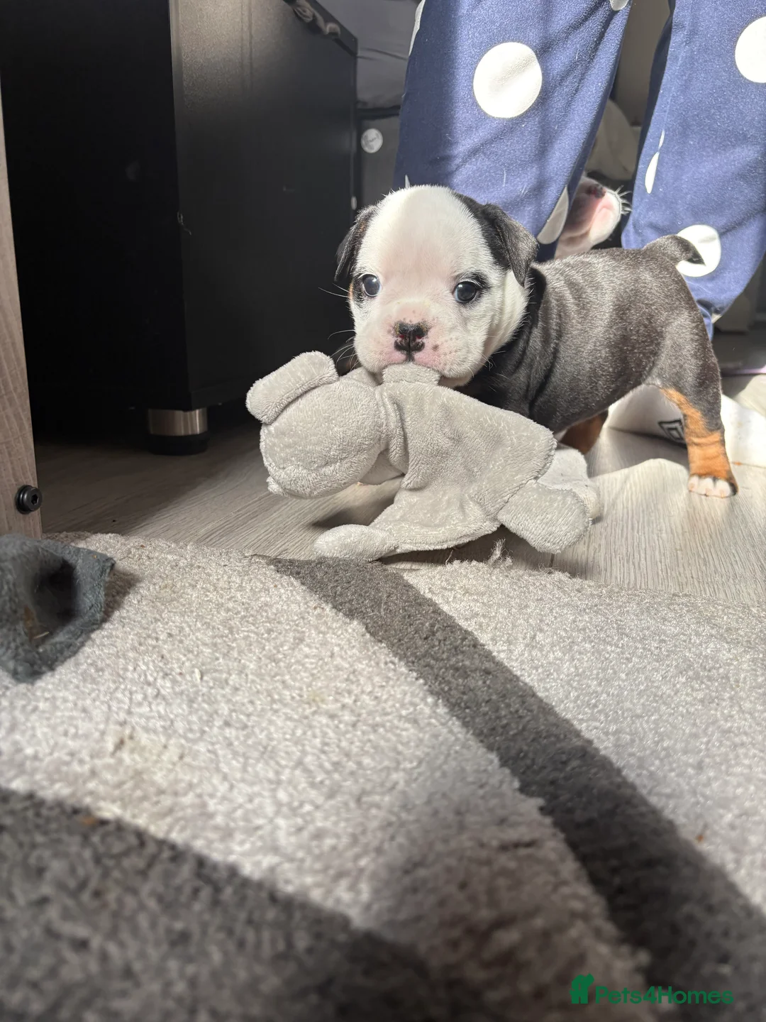 English Bulldog dogs for sale: Gorgeous English bulldog puppy NEBBR REGISTERD - Advert 8