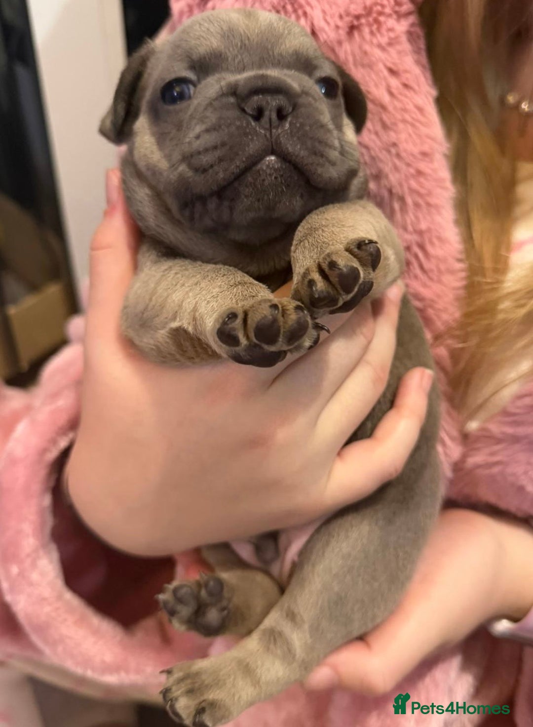 French Bulldog dogs for sale: French bulldog puppies  - Advert 10