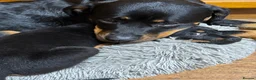 Rottweiler dogs for sale: 2 fluffy cuddly Rottweiler puppies available  - Advert 7