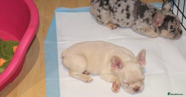 French Bulldog dogs - Advert 5