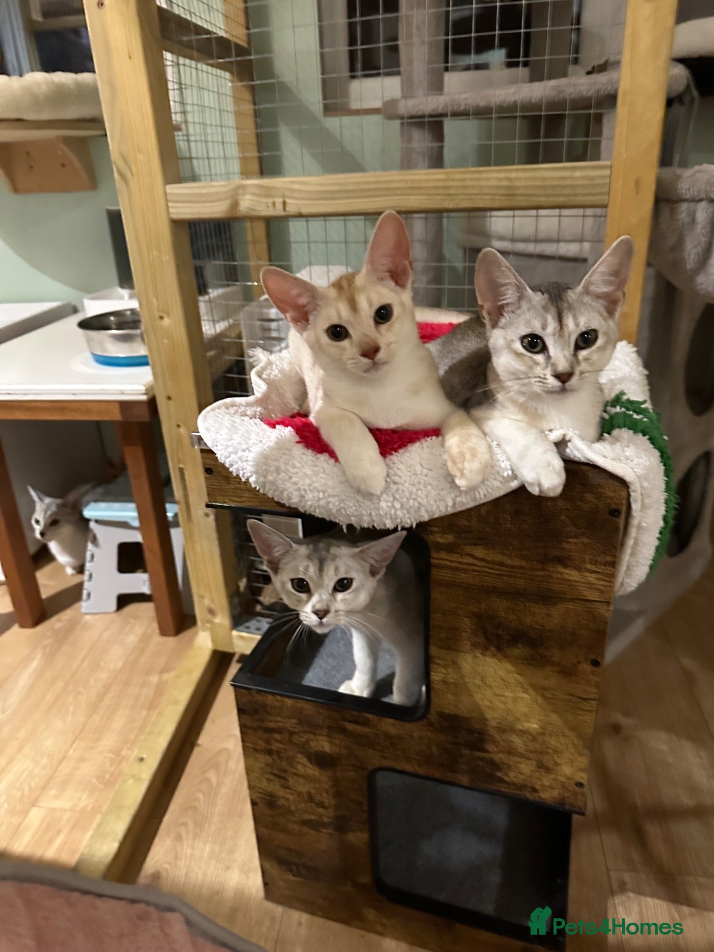 Abyssinian cats Silver Abyssinian kittens  - Advert 8