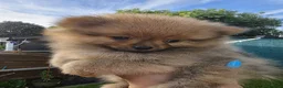 Pomeranian dogs for sale: pomeranian tedy - Advert 8