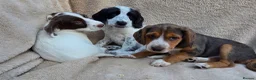 Cocker Spaniel dogs for sale: Beautiful litter of unusual colour Cocker spaniel  - Advert 15