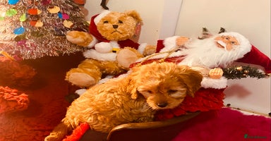 Cavapoo dogs F1 cavapoo puppys girls and boys  - Advert 10