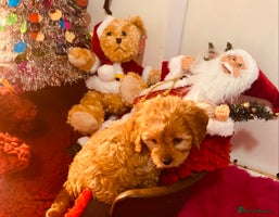 Cavapoo dogs F1 cavapoo puppys girls and boys - Advert 5