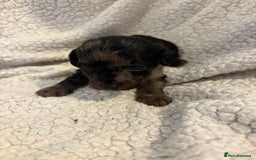 Jackapoo dogs for sale: Beautiful jackapoo’s  - Image 12