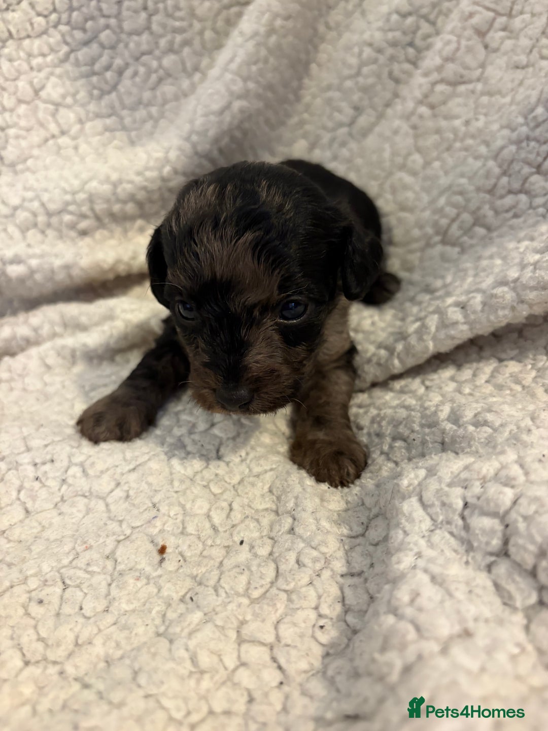 Jackapoo dogs for sale: Beautiful jackapoo’s  - Image 12