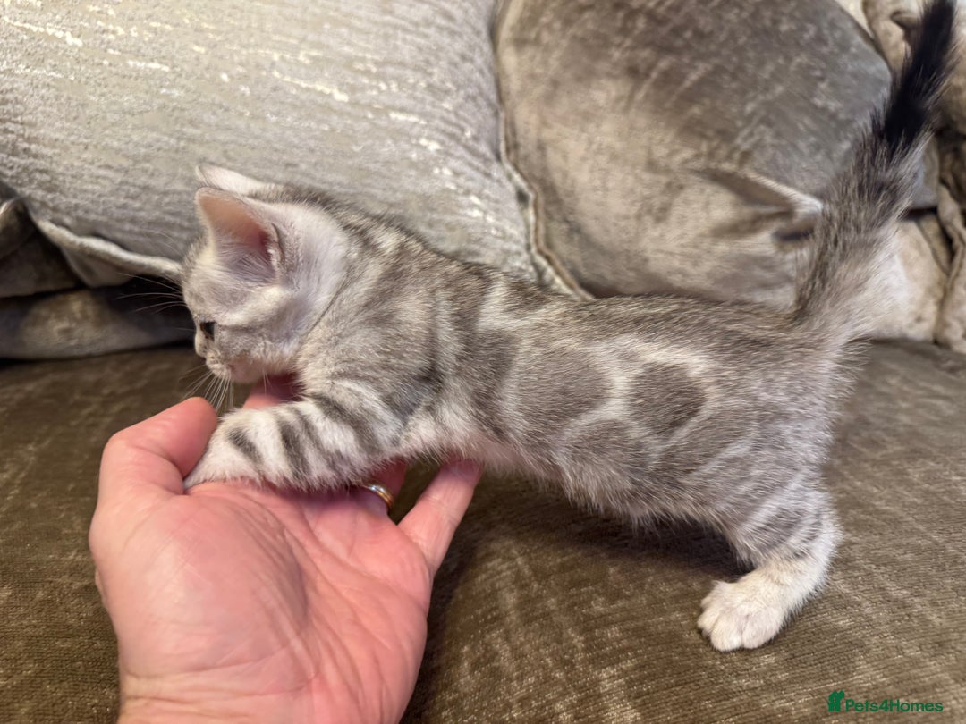 Bengal cats for sale: Exceptional TICA Registered Bengals- Champion Line - Advert 31