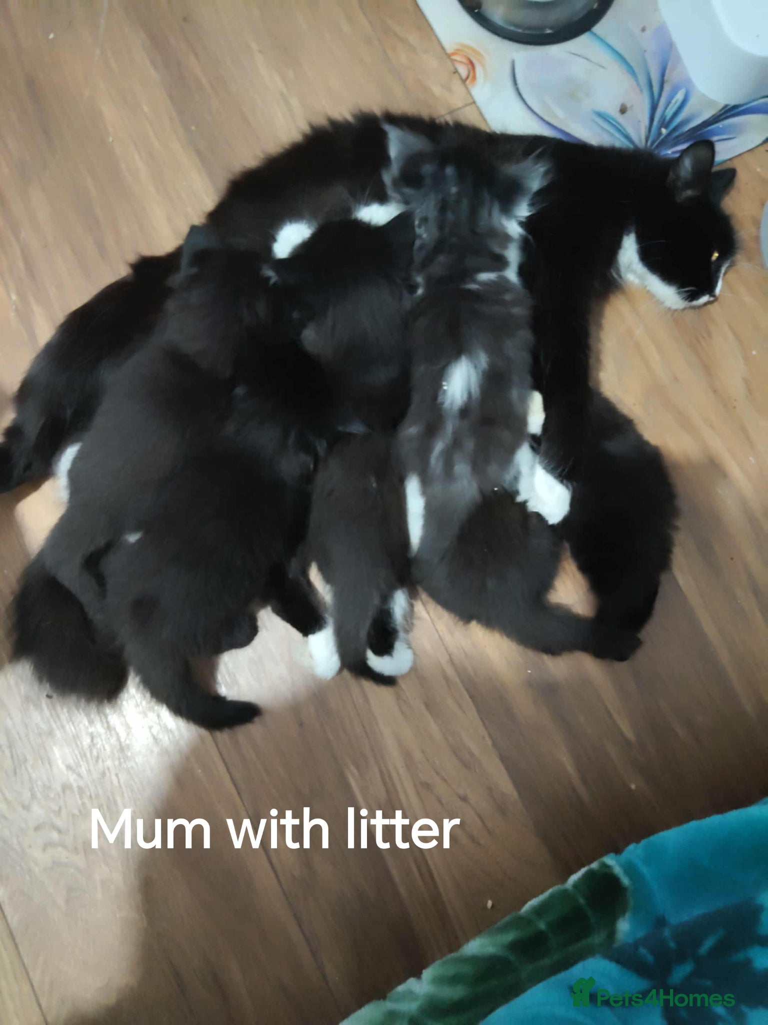 Mixed Breed cats Beautyfull babies ragcoon x tuxedo croos  - Advert 2