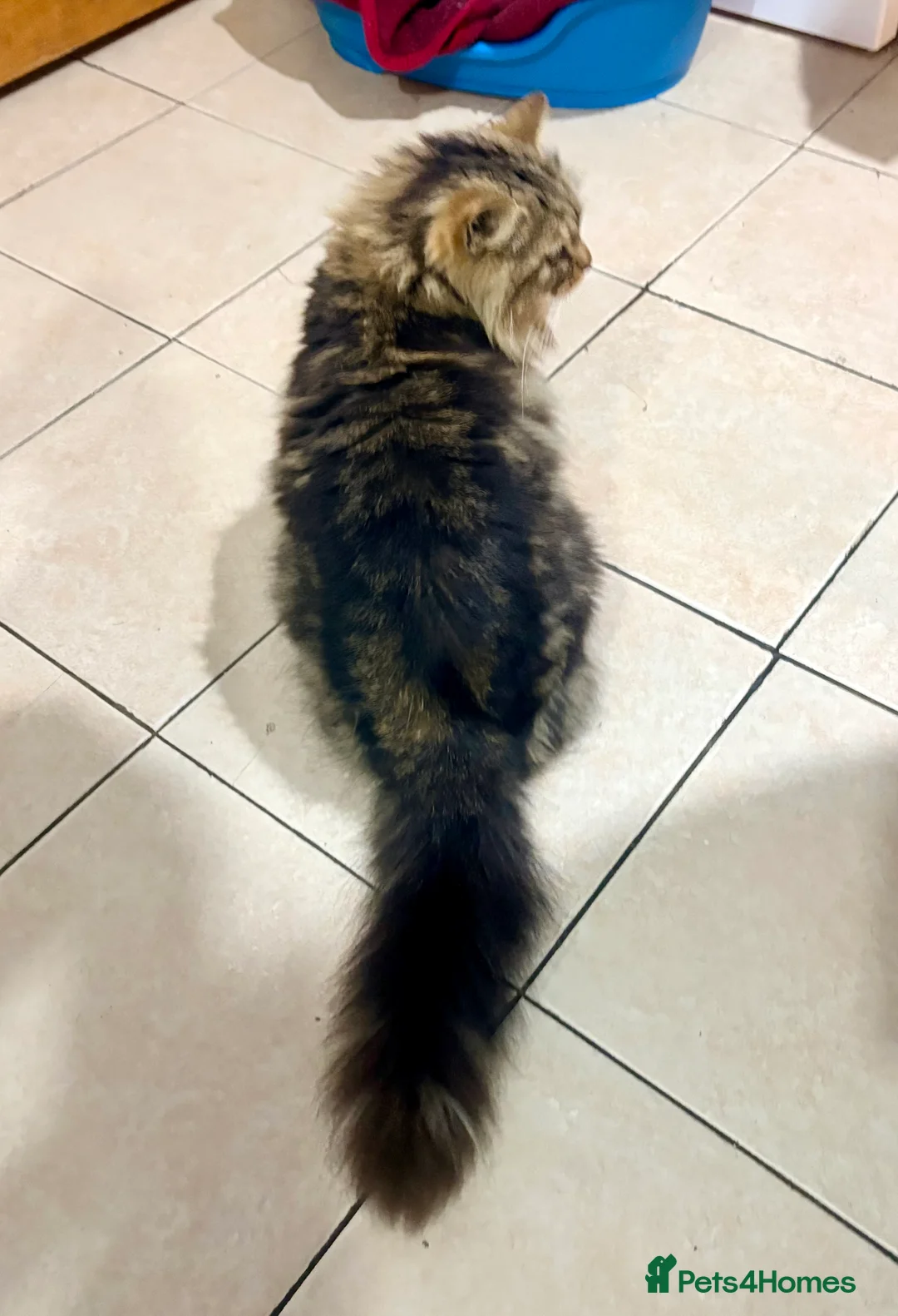 Mixed Breed cats for sale: Boomy - Advert 2