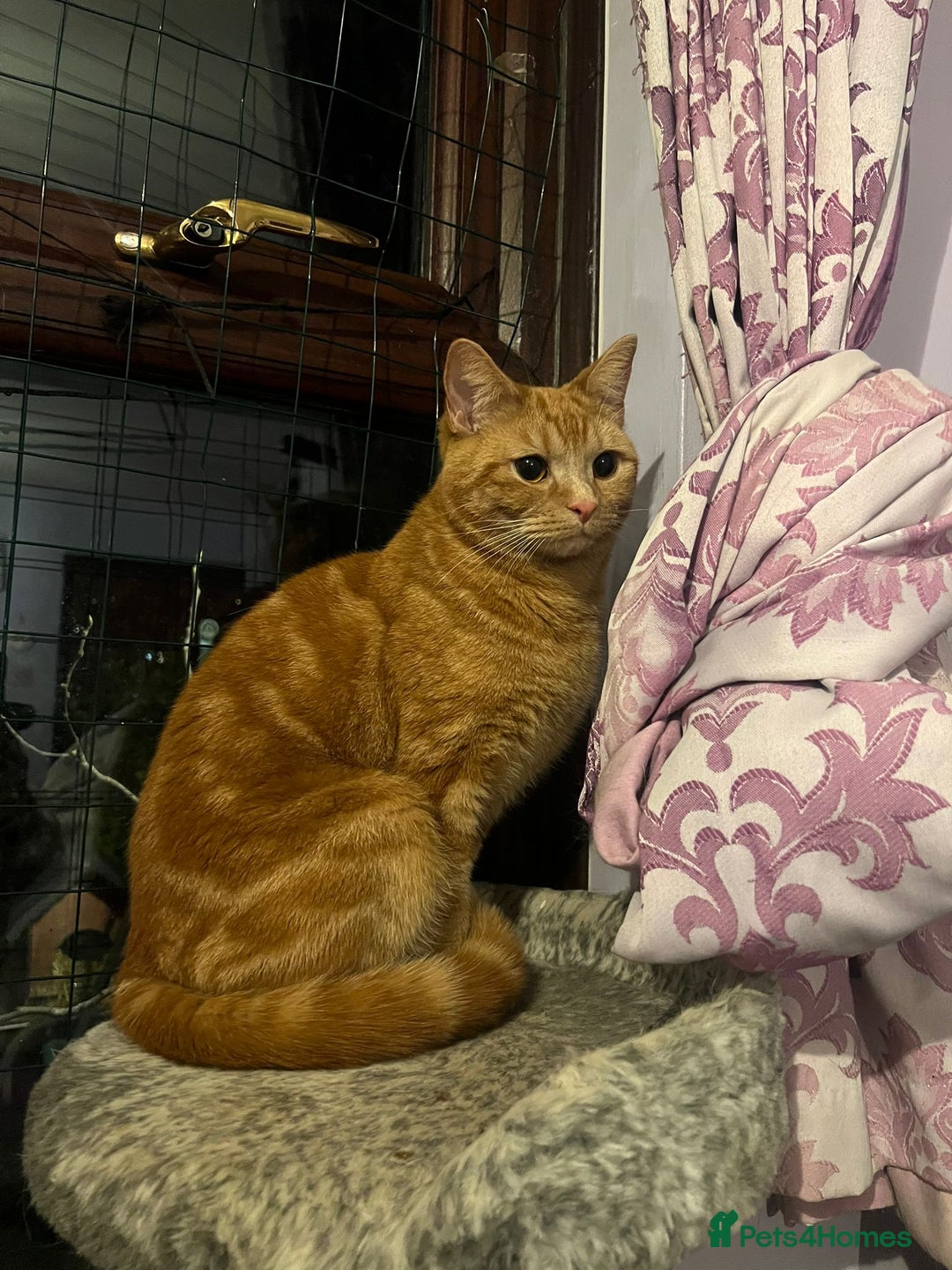 Mixed Breed cats for adoption: Rescue Ginger Tom, Milo needs new home - Advert 1