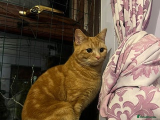 Mixed Breed cats Rescue Ginger Tom, Milo needs new home - Advert 1