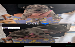 American Bully dogs for sale: Pocket bully pups - Image 21