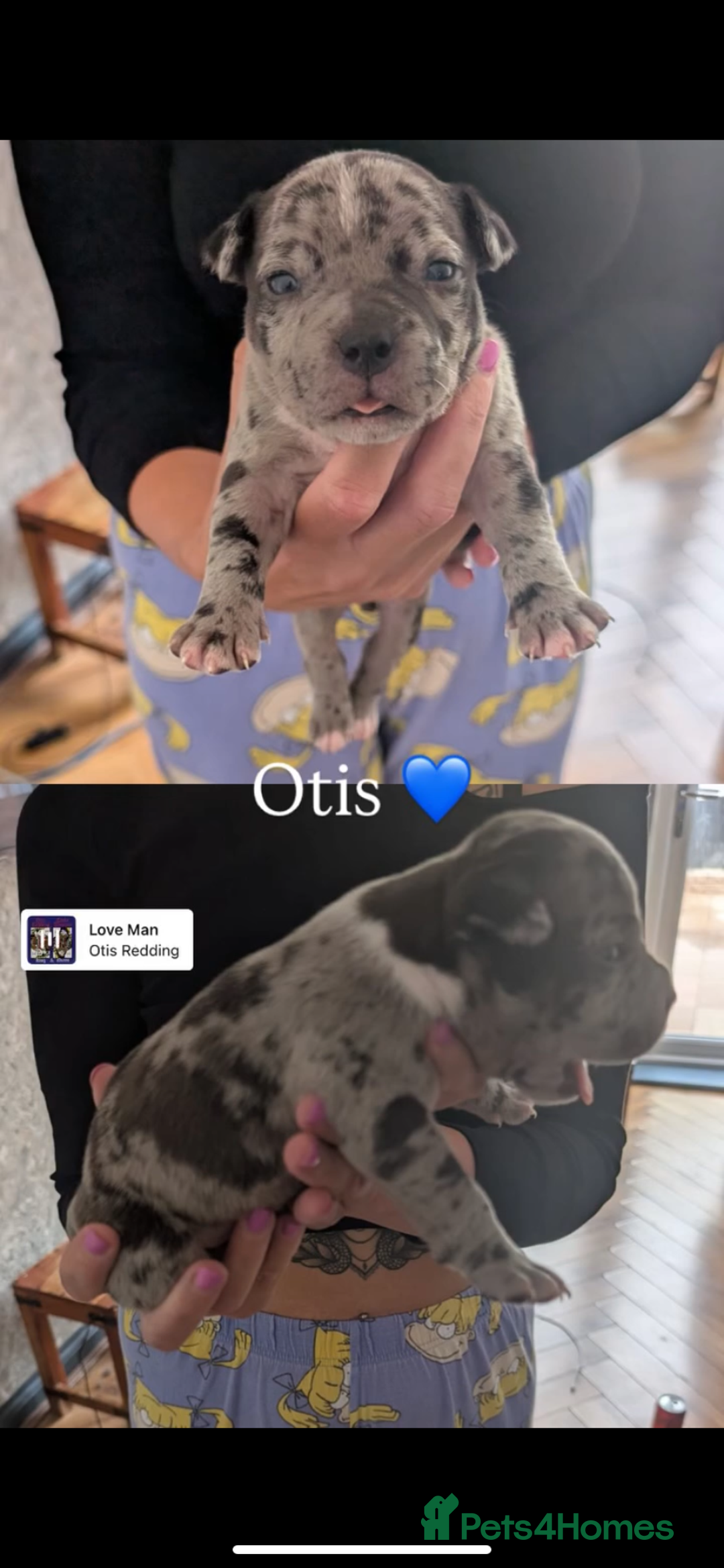 American Bully dogs for sale: Pocket bully pups - Image 21