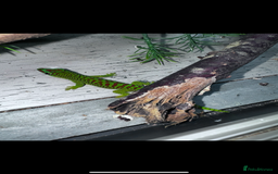 Gecko reptiles for sale: Lizards for sale - lot to choose from  in Nottingham - Image 12