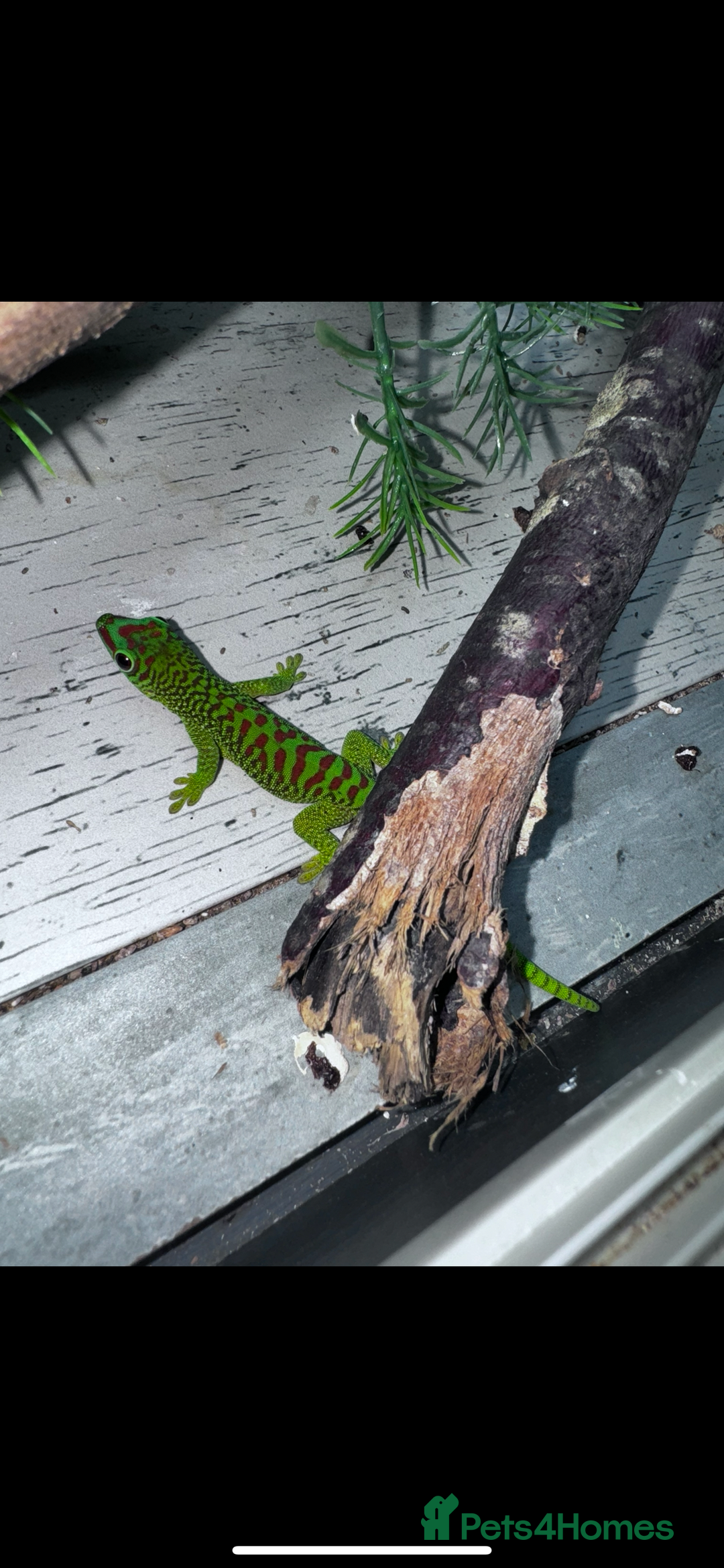 Gecko reptiles for sale: Lizards for sale - lot to choose from  in Nottingham - Image 12