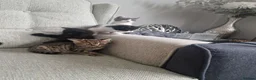 Mixed Breed cats for sale: 5 Kittens  in Manchester - Advert 7