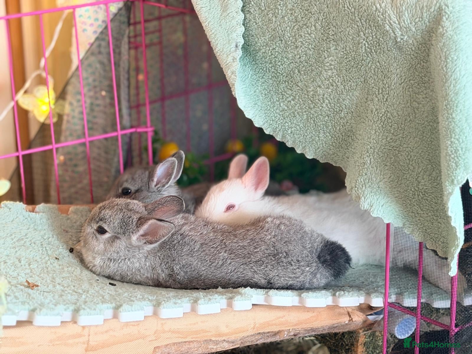 Netherland Dwarf rabbits Netherland Dwarf Bunnies Looking for a new home - Advert 18