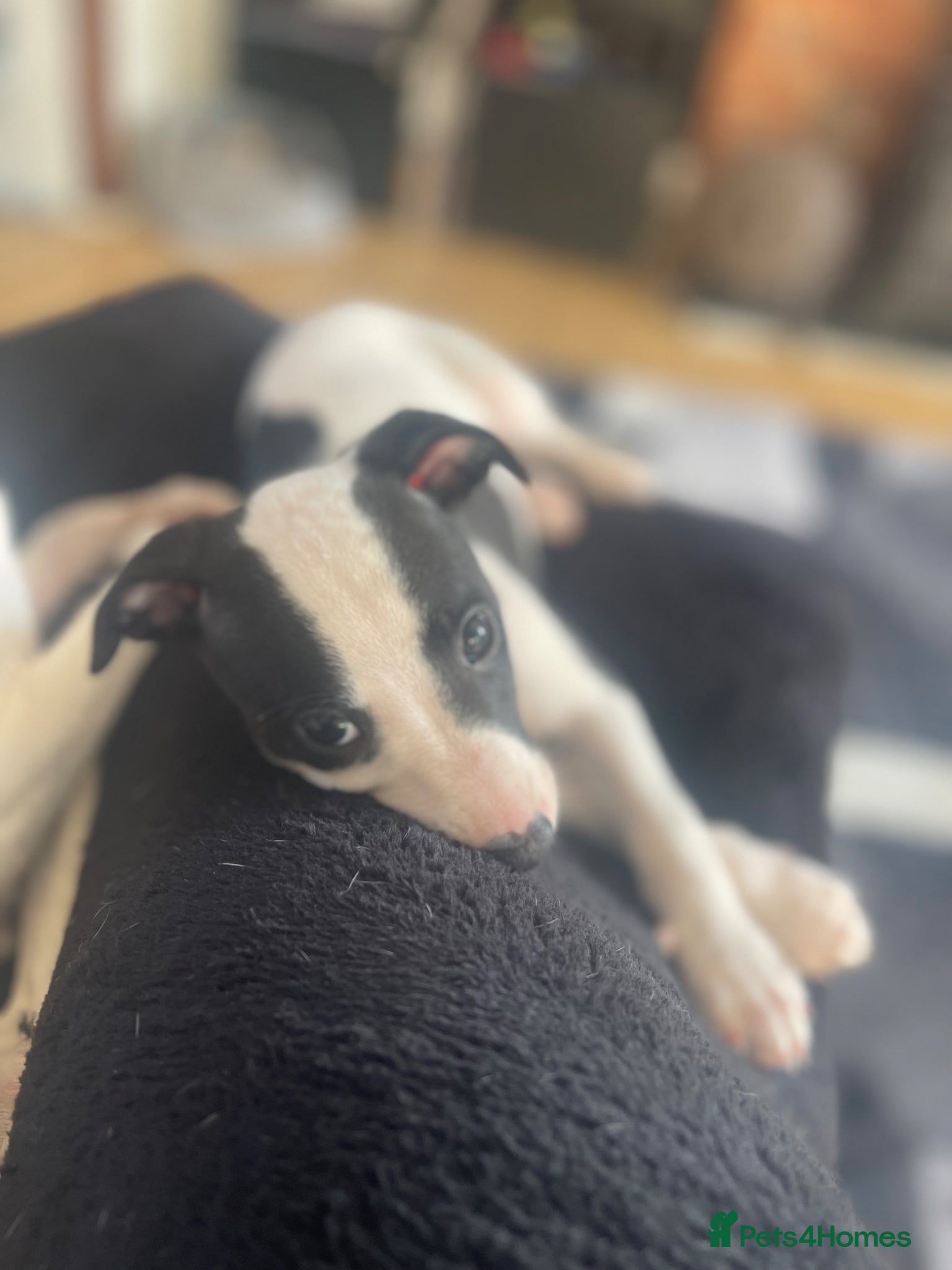Whippet dogs Whippet puppies for sale - Advert 18