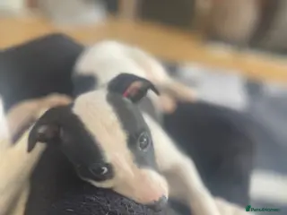 Whippet dogs Whippet puppies for sale - Advert 18