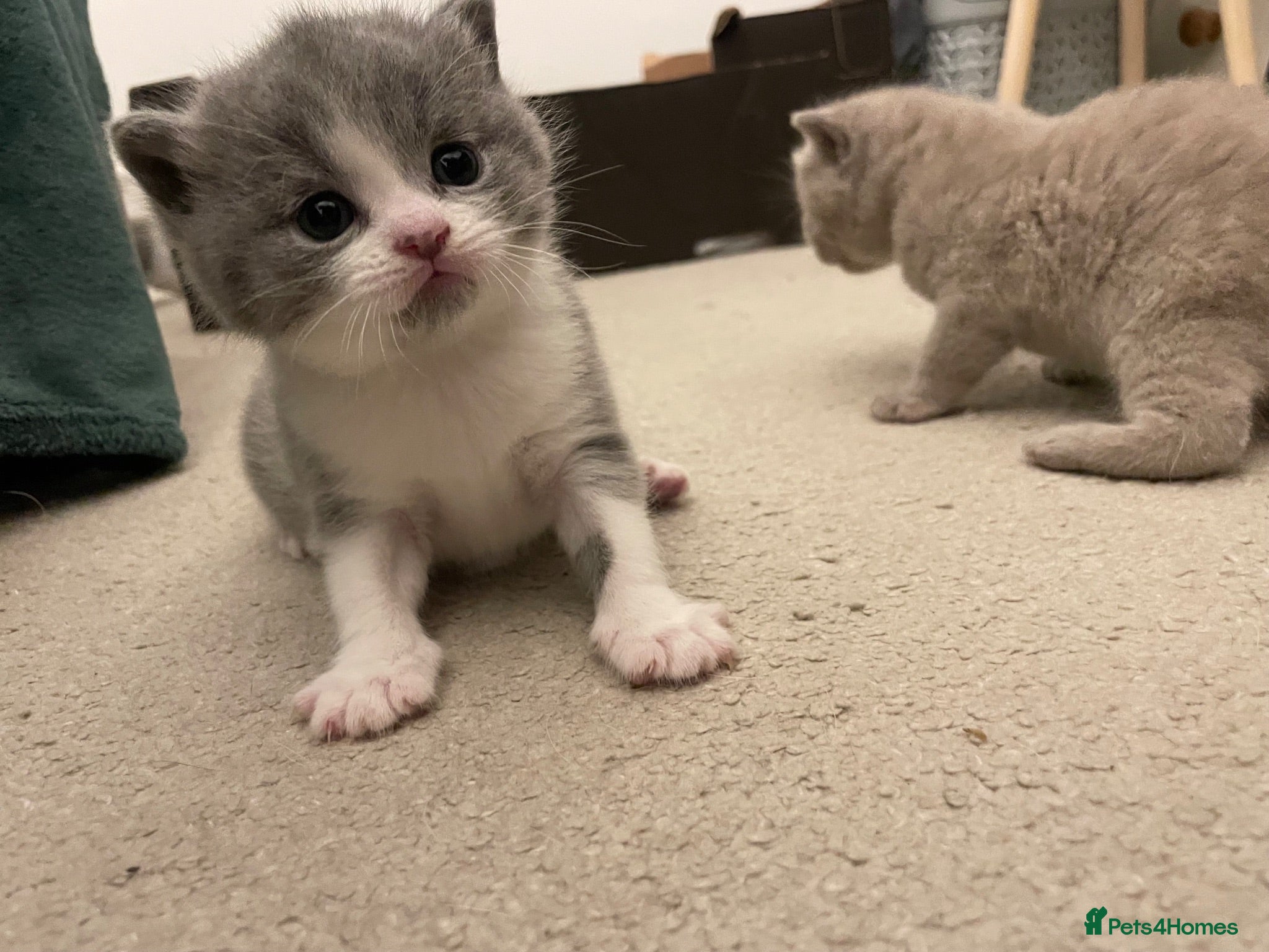 British Shorthair cats Beautiful British Shirt Hair Kittens - Advert 18