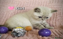 British Shorthair cats for sale: ❤️💙Last 2 Kittens ● TICA Reg ● BSH ●Colorpoints ✨ - Image 15