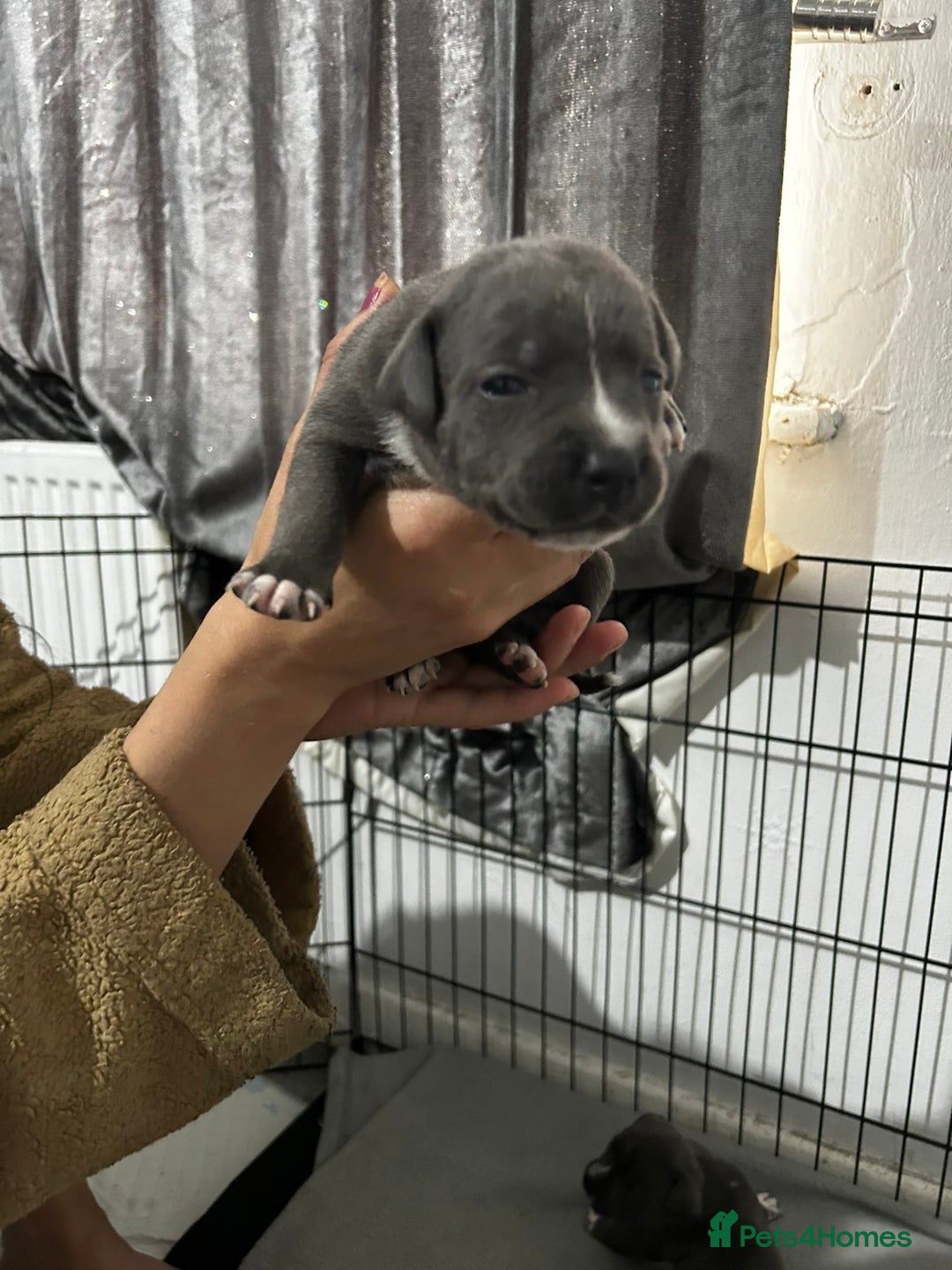 Staffordshire Bull Terrier dogs for sale: KC Reg Staffy Puppies Ready 3rd Dec - Image 14